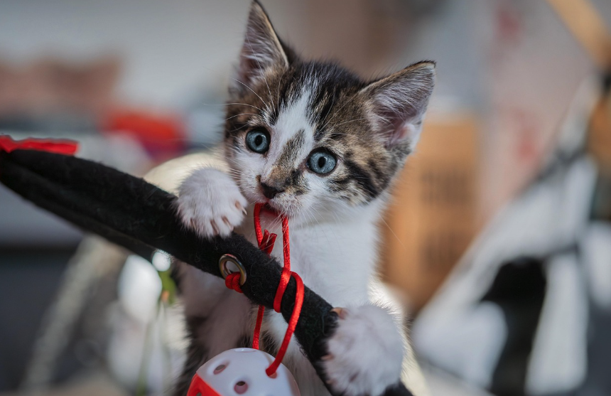 장난감을 물고 놀고 있는 아기고양이