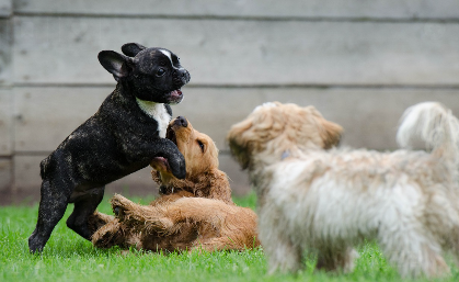 피부병 종류별 원인과 특징 관련 사진