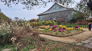 화성_우리꽃식물원_국화전시회