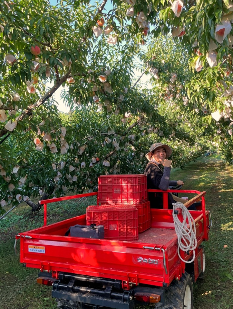 생방송투데이 복숭아