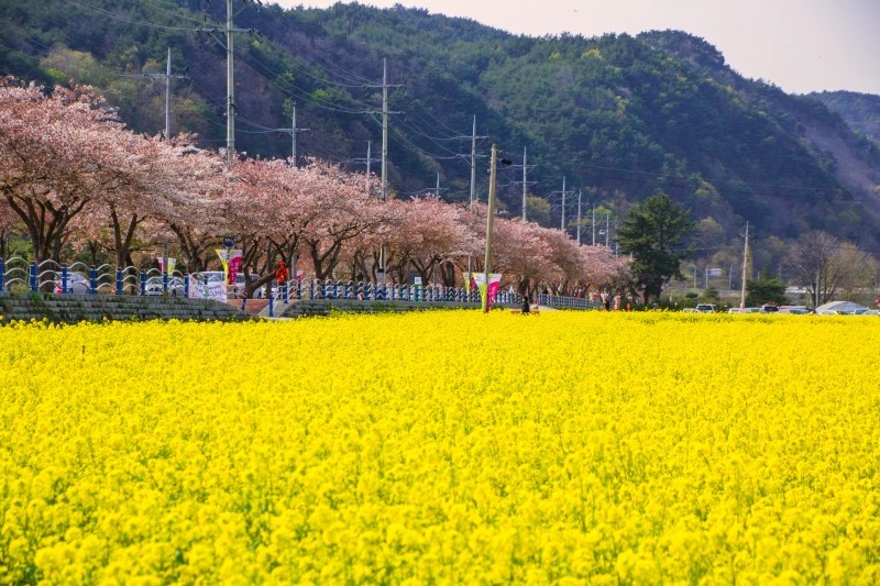 삼척 맹방 유채꽃밭, 봄, 벚꽃, 여행