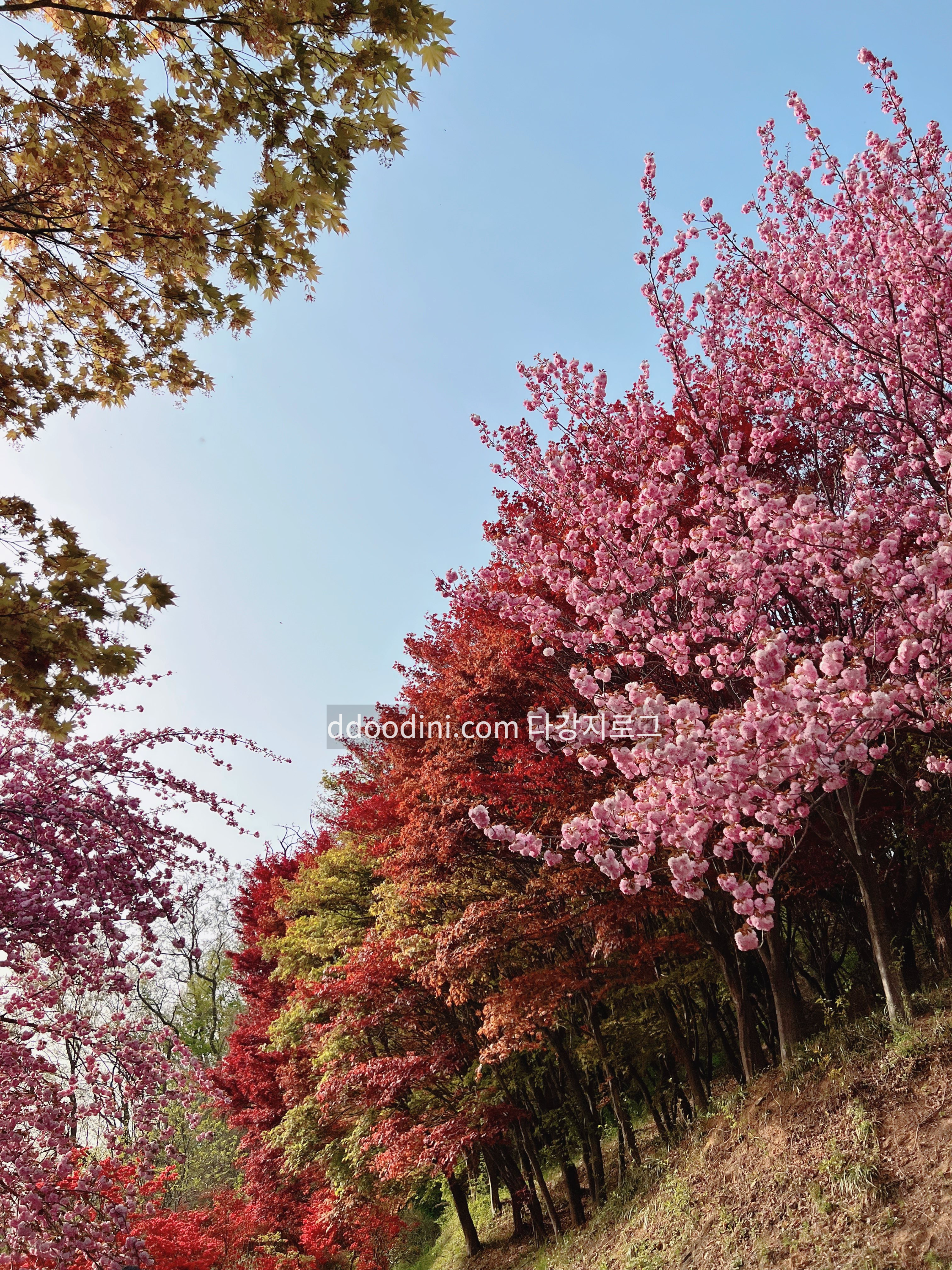 전주 완산꽃동산