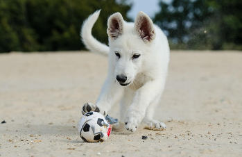 강아지 나이 계산법 완벽 정리 18