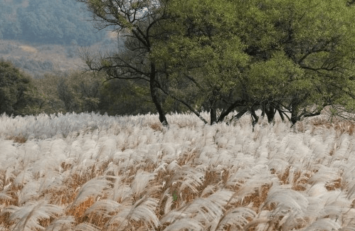 산정호수-억새풀