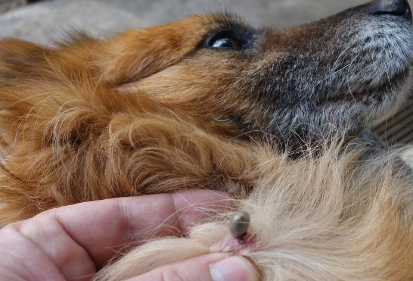 참진드기에 물린 개.