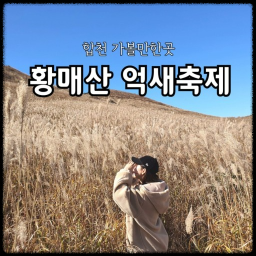 황매산 억새축제, 놓치면 후회할 필수 정보!