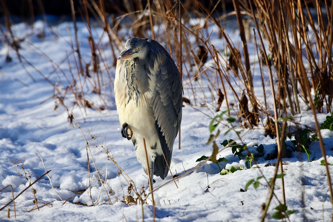 보이지 않는 야생: ‘부분적 회복’이라는 말의 함정