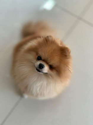 반려동물