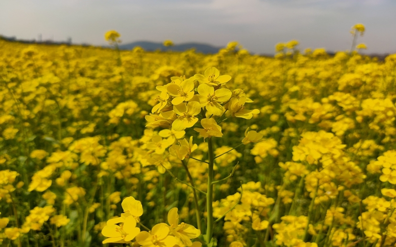 유채꽃-사진-썸네일