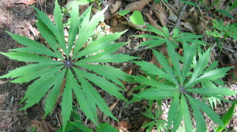 우산나물 효능2