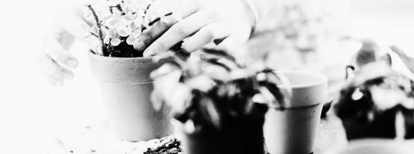 화분 분갈이 방법: 뿌리 자르기