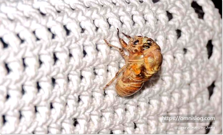 매미가 나올듯한 매미애벌레