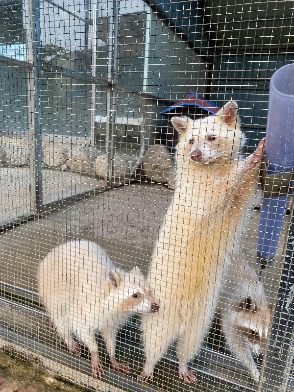 강릉 옥계 쌍둥이동물농장