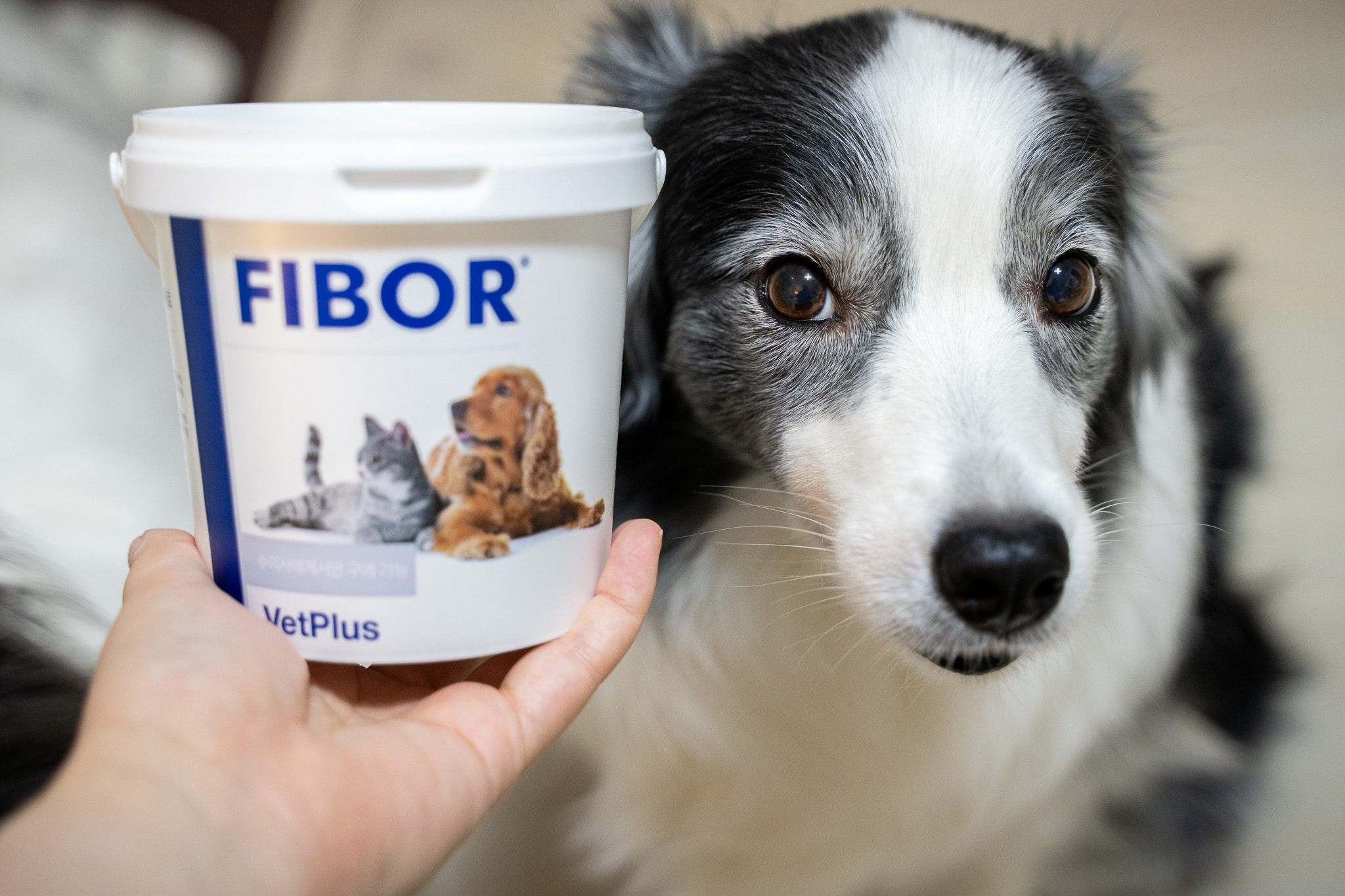 반려동물 식이섬유 파이보 강아지 설사할 때 먹이는 보조제 FIBOR