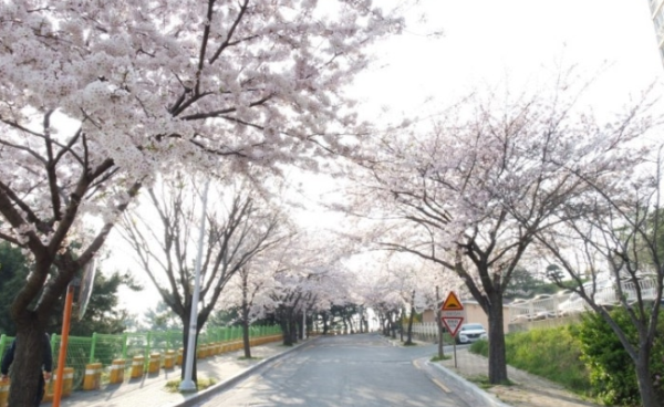 다대포해수욕장 벚꽃