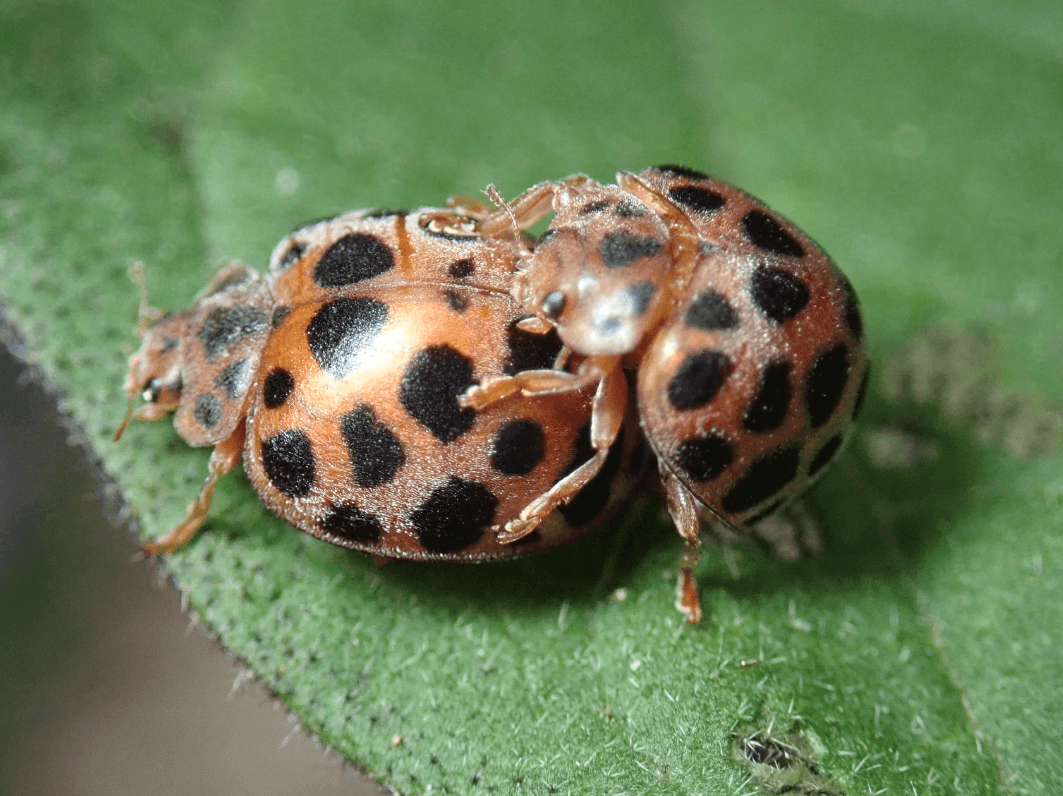 큰이십팔점박이무당벌레