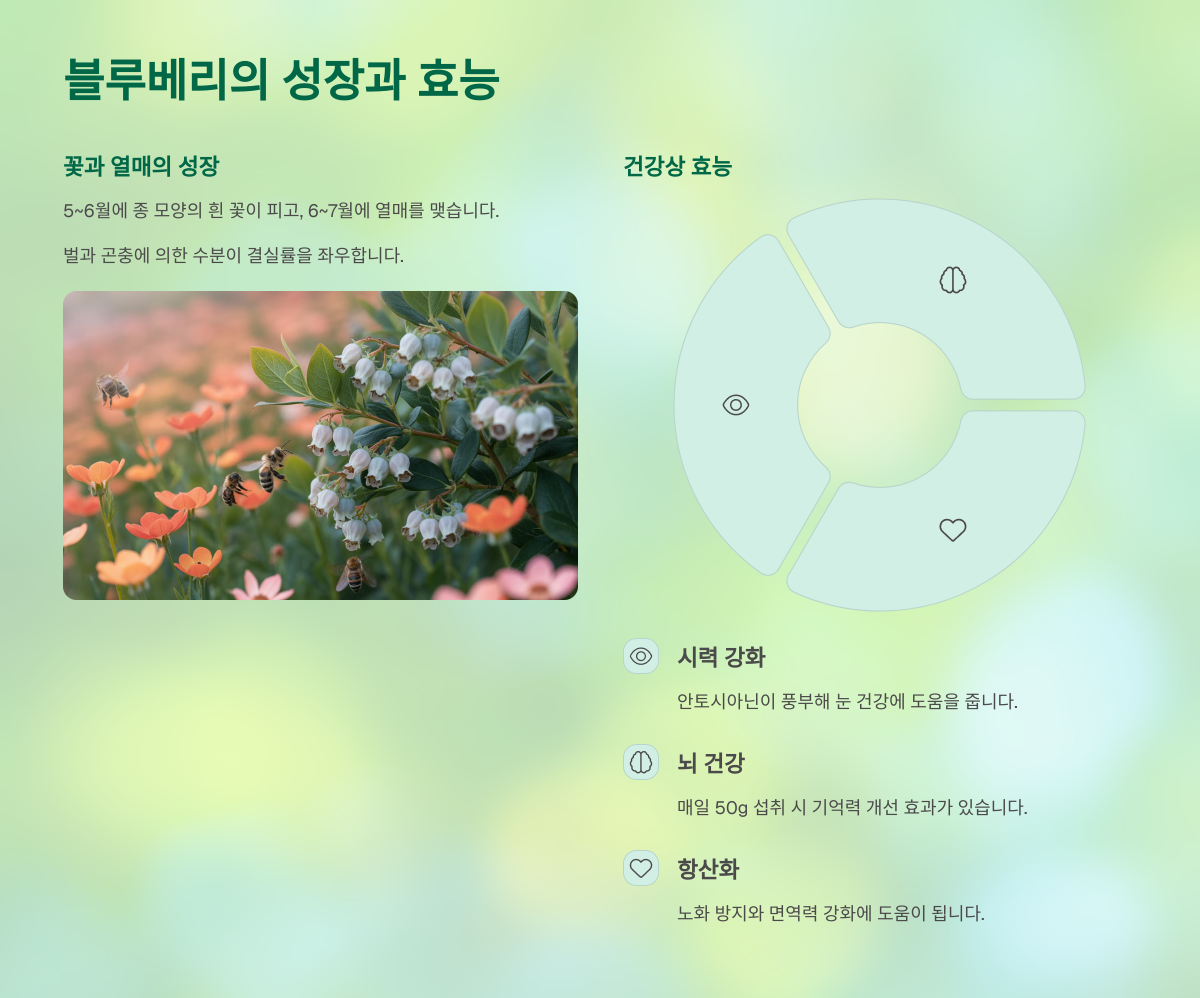 눈과 뇌에 좋은 슈퍼푸드! 블루베리 효능 🧠