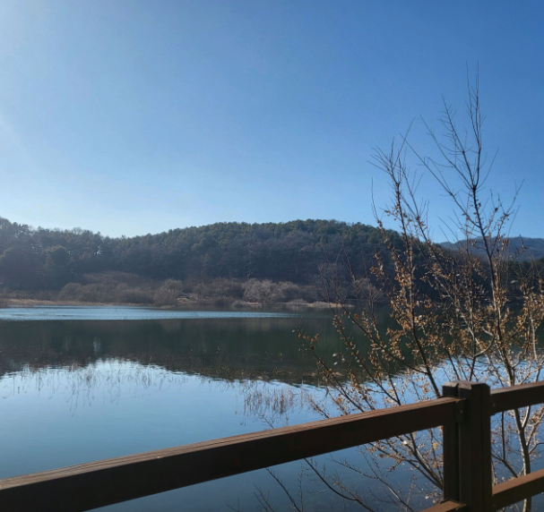 대청호 벚꽃축제4