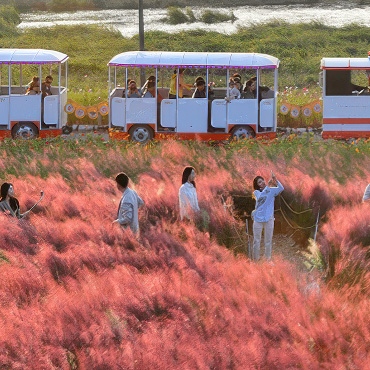 장성 황룡강 꽃길 축제