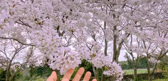 제주 벚꽃 명소 추천 아무도 모르는 명소_23