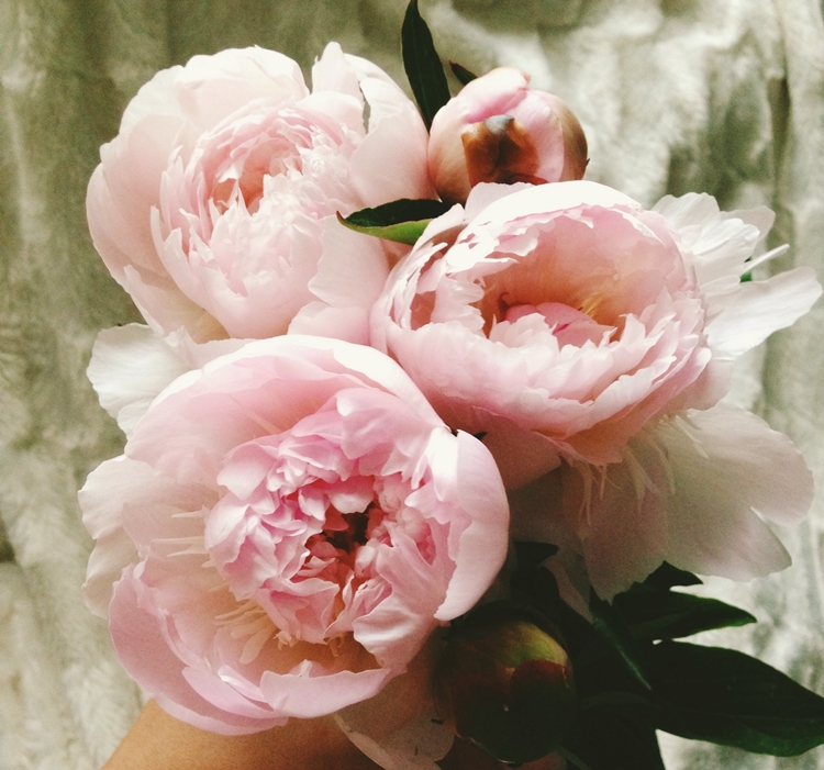 연분홍빛의 작약꽃