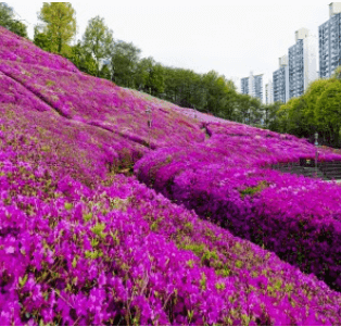 군포 철쭉 FESTIVAL