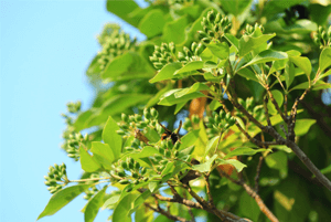 황칠나무 효능02