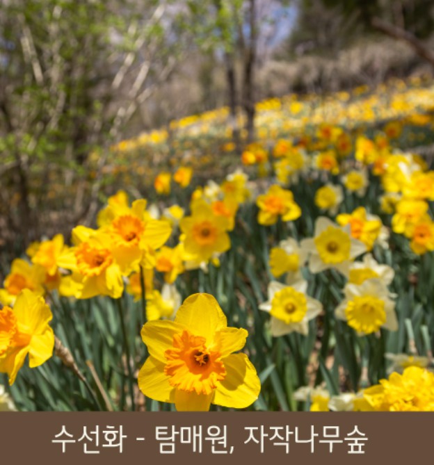 화담숲 봄 수선화 축제