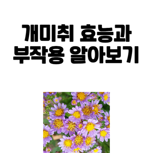 개미취 효능과 부작용