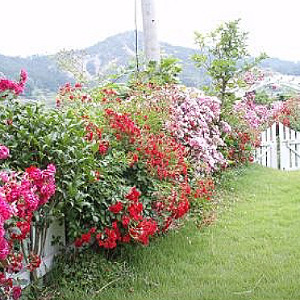 금당도 국화펜션