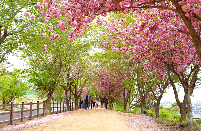 경주 선덕여왕길 겹벚꽃