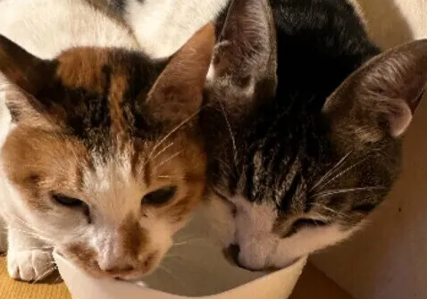 고양이 겨울철 질병 예방 포인트