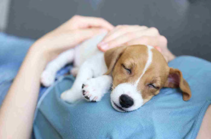 개가 주인의 배 위에서 자는 이유