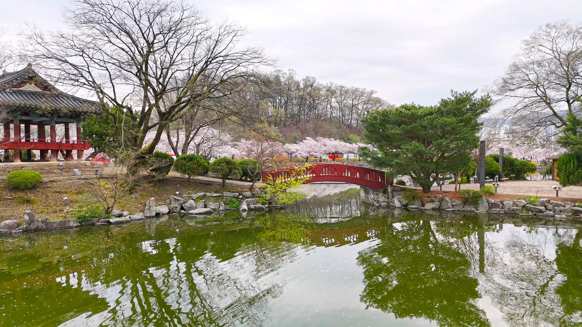 김천 연화지 벚꽃