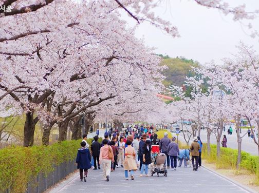 과천 벚꽃