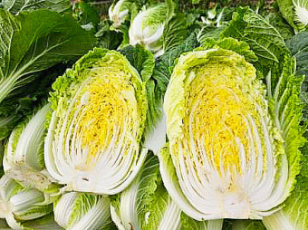 11월 제철음식 배추