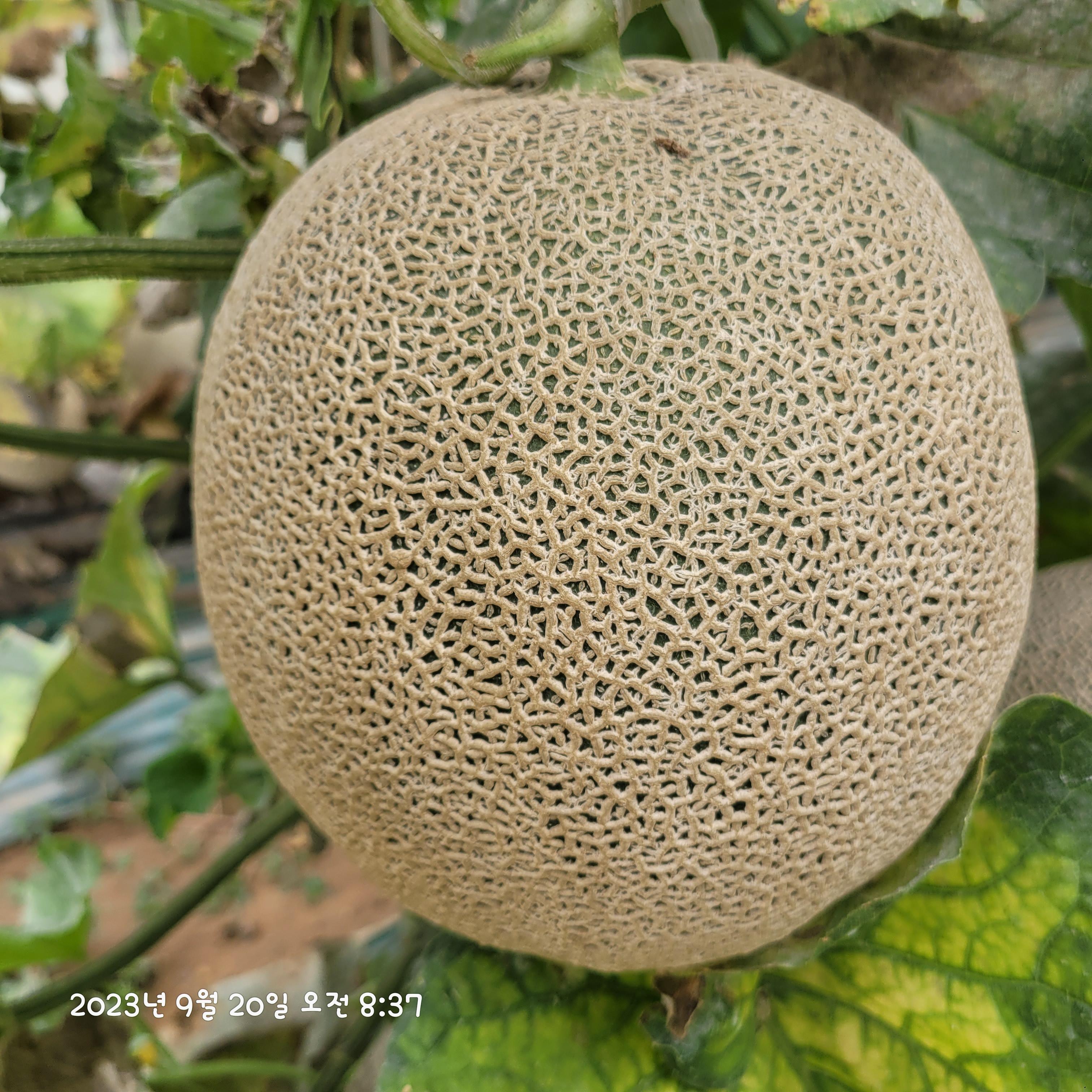 메론고르는법#44;효능