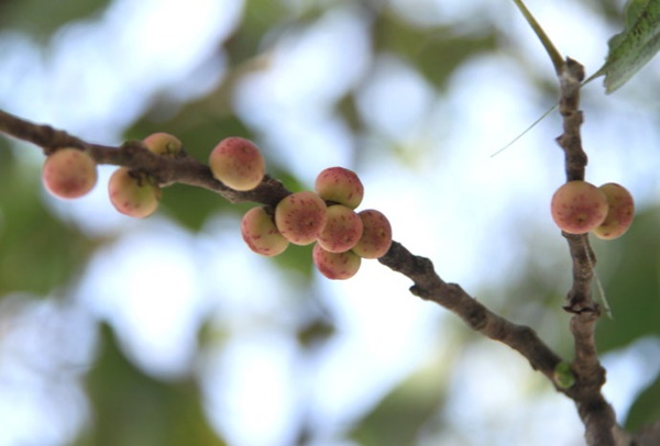 보리수 열매 먹는법