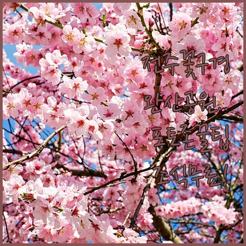 전주 완산공원 철쭉 겹벚꽃 포토존 위..