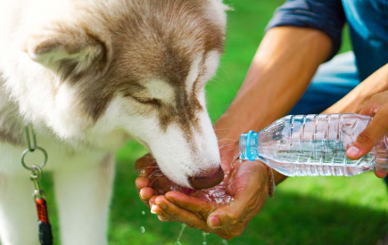 반려견이 외출 중 물을 마시지 않을 때의 대처법.
