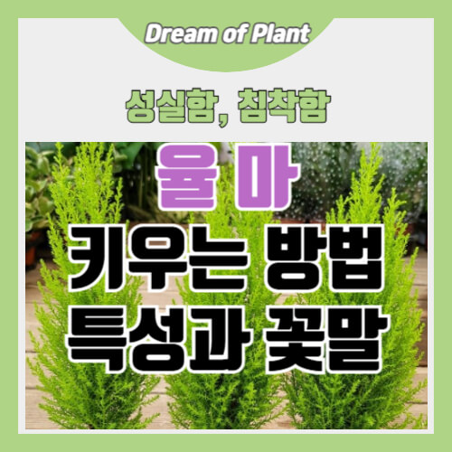 율마 키우는 방법 썸네일 이미지