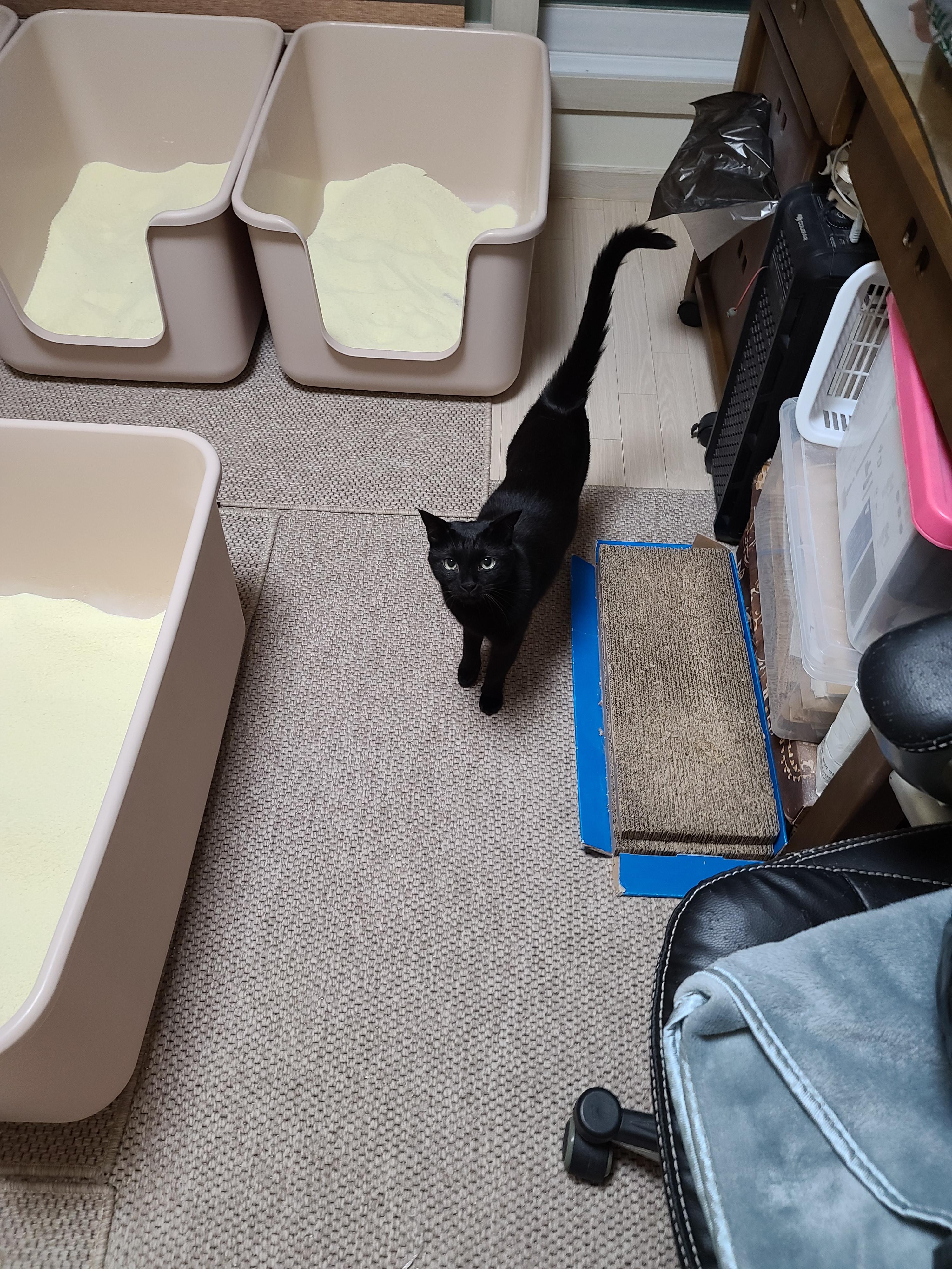 그날이 다가왔다! 아이들 화장실모래전체갈이!!