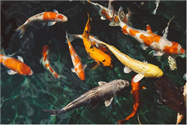 연못에 잉어 여러마리가 헤엄치는 사진