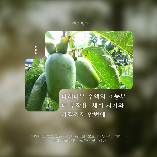 다래나무 수액의 효능부터 부작용&#44; 채취 시기와 가격까지 한번에