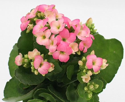 겨울 꽃 칼랑코에