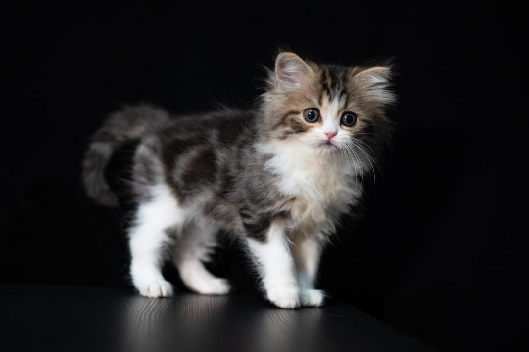 Kitten.