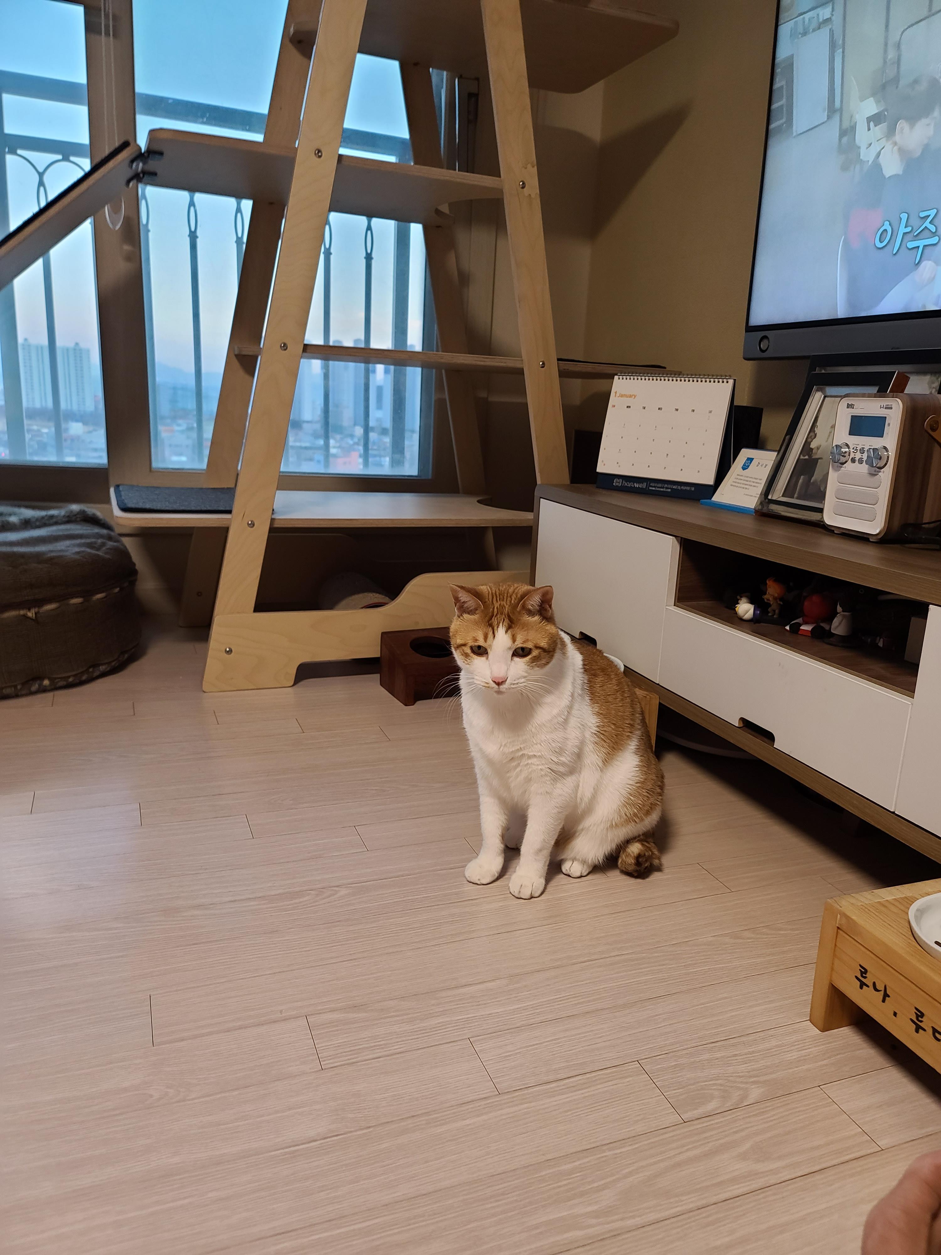 고양이들 털빗기..아니 고양이들 털공만들기.