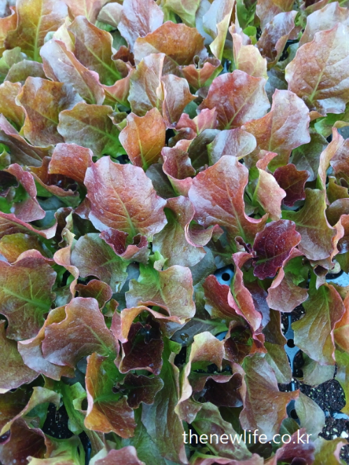 Young red leaf lettuce growing in seed trays – represents the dense nutritional value of lettuce-육묘 트레이에서 자라고 있는 어린 적상추 – 상추의 풍부한 영양 성분을 상징하는 이미지