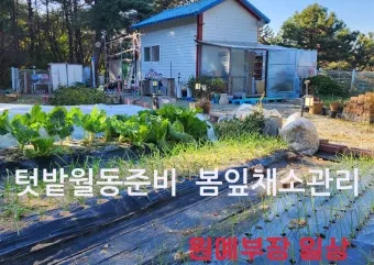 봄 텃밭 준비 토양 갈기 석회 퇴비 잡초 씨 제거_8