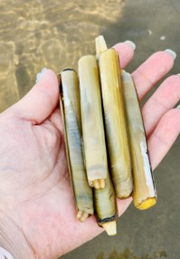 맛조개 잡는 꿈 해몽풀이 [무료 꿈해몽]
